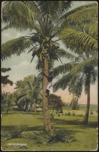 29 September 1910 (rear)