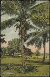 29 September 1910 (rear)